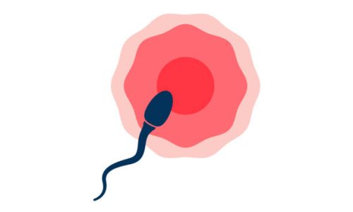 Fertility 101: A Short & Quick Guide